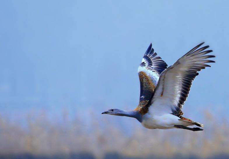 为何*楼青**老板娘叫*鸨老**？鸨能和所有鸟交配，真的是“万鸟之妻”？
