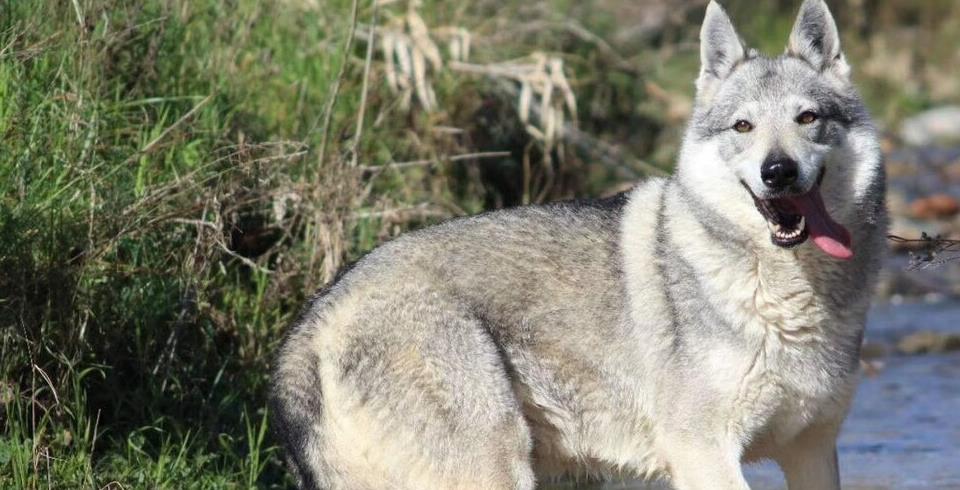 不是纯种的捷克狼犬禁养吗,捷克狼犬在乌鲁木齐是禁养犬吗