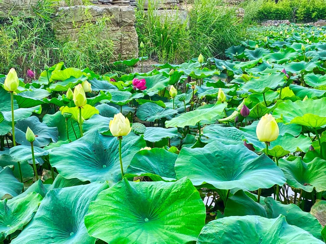 荷你有约环创,荷你有约完整视频