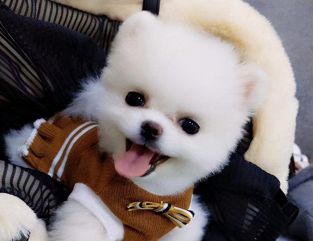 博美犬为什么不建议养在家里,博美犬为什么在家里不敢走动