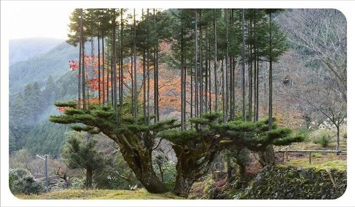 克林顿布什奥巴马合影,克林顿希拉里老照片