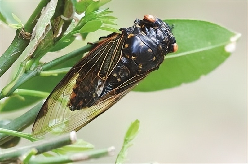 丛林探险美食大全,真正的丛林美食有哪些