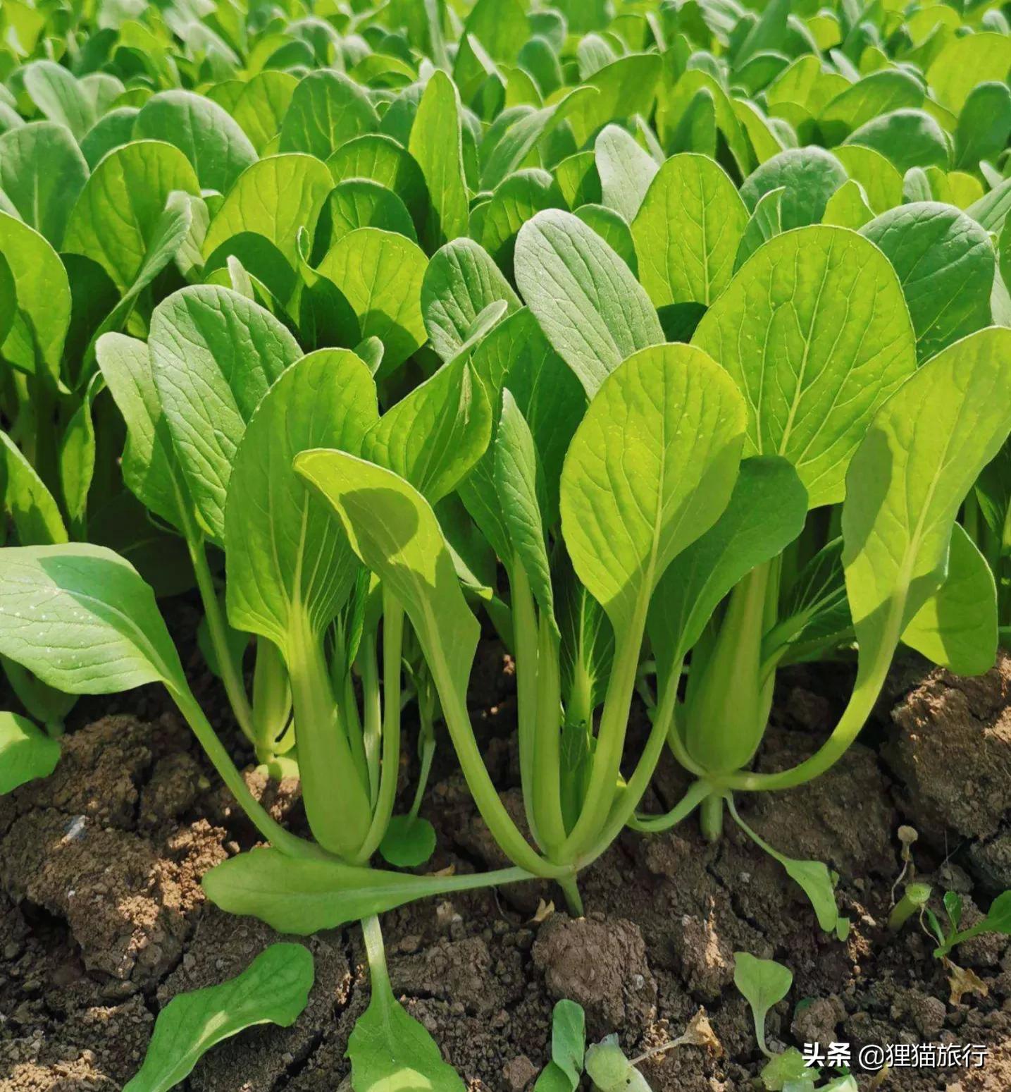 以“上海”命名的蔬菜——上海青，也叫瓢儿白、油白菜、青菜