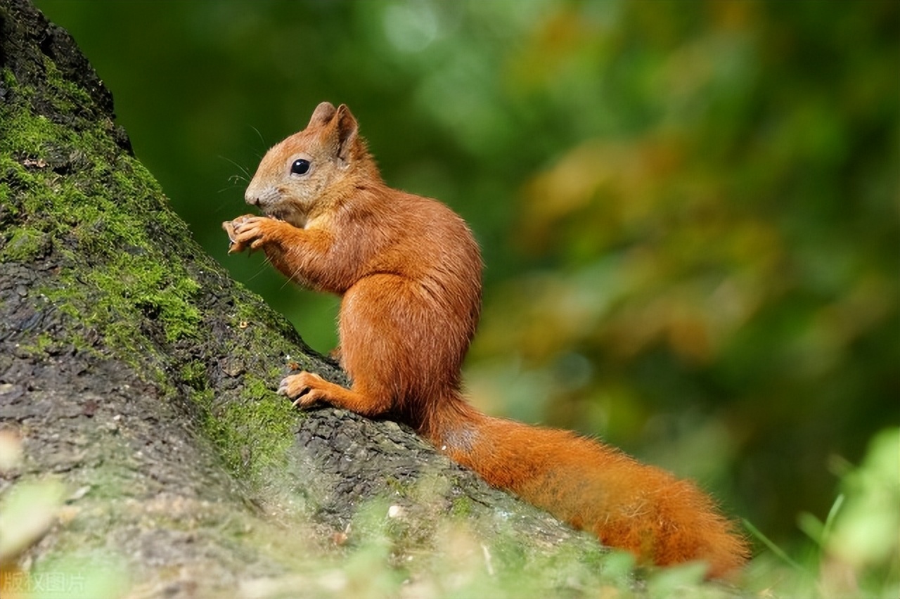 合肥森林公园一日游攻略,国家森林公园合肥攻略三月