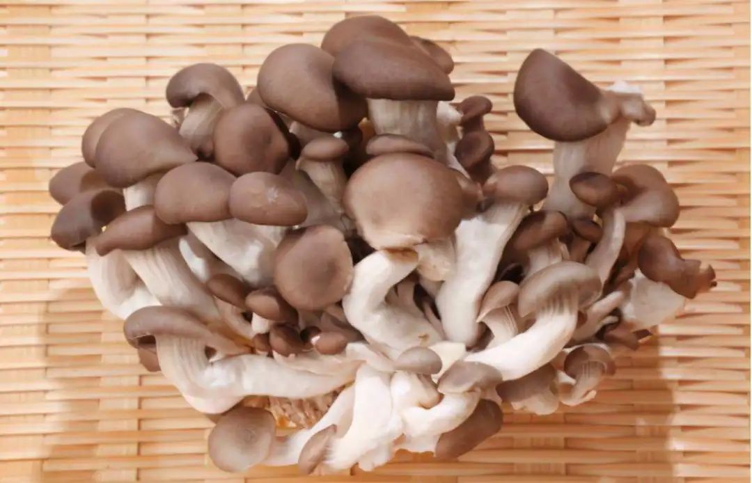 浙江人常吃的蔬菜有哪些,幼儿园常吃的蔬菜有哪些