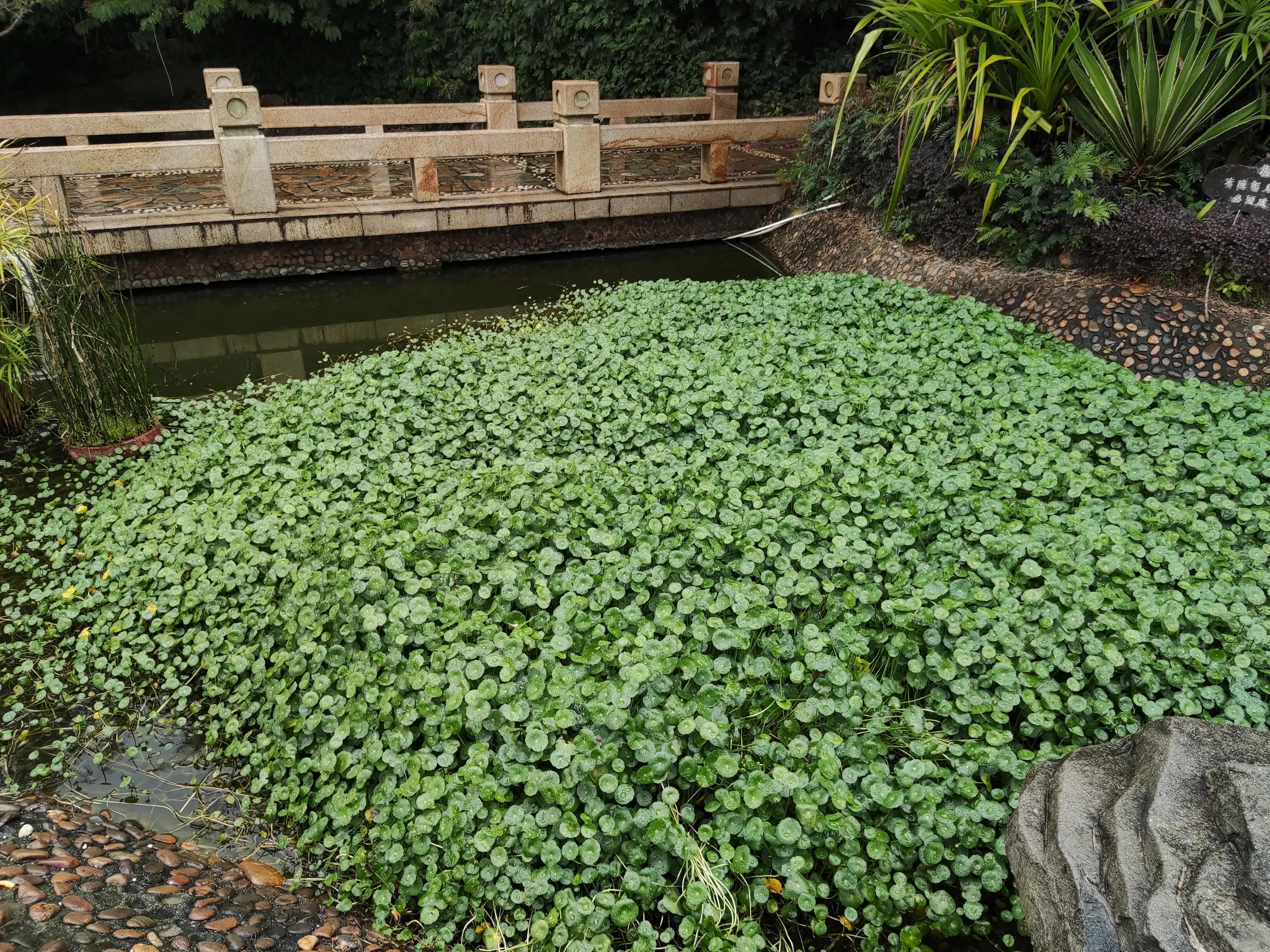 宝安人才林公园,宝安企龙山公园