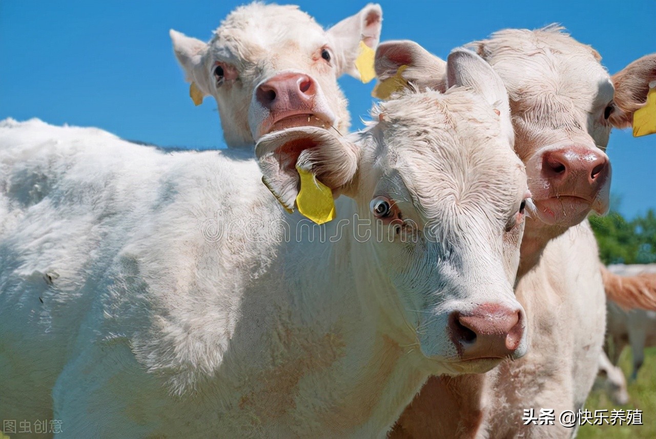 夏洛莱牛出肉率多少,夏洛莱牛适合北方养吗