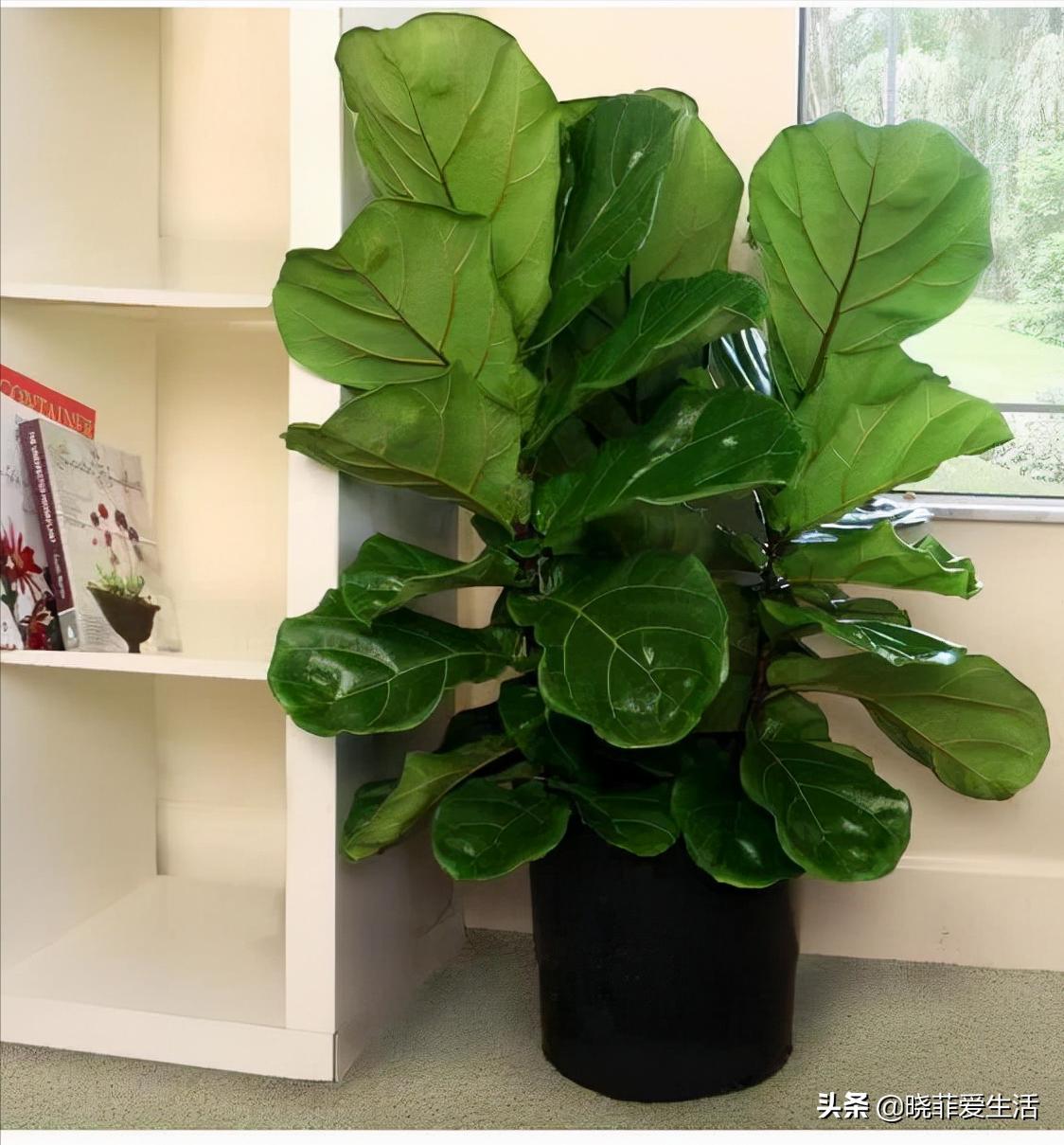 客厅象征发财的盆栽有哪些,客厅养什么绿植最旺财