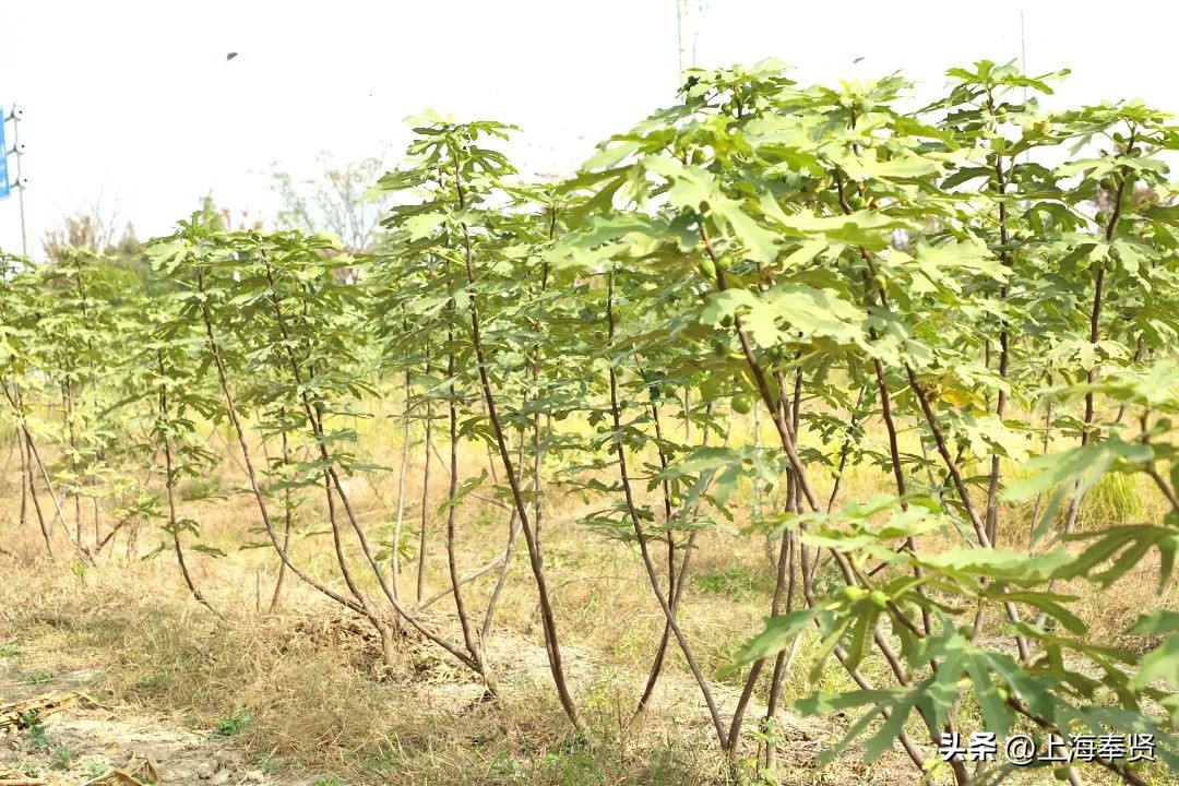 无花果的十大经典吃法,无花果的新吃法大全