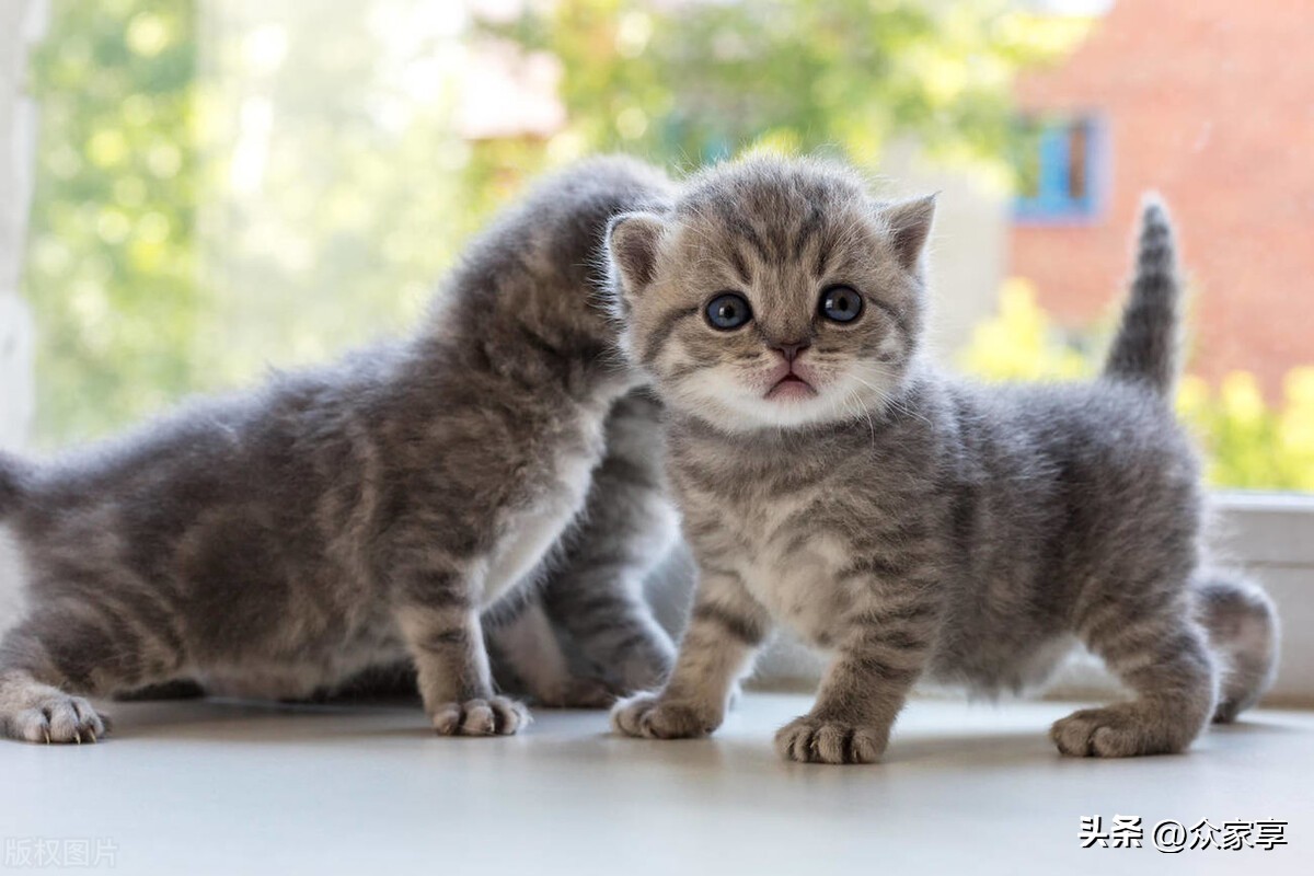 宠爱有家宠物善终,宠爱有家是毒猫粮吗