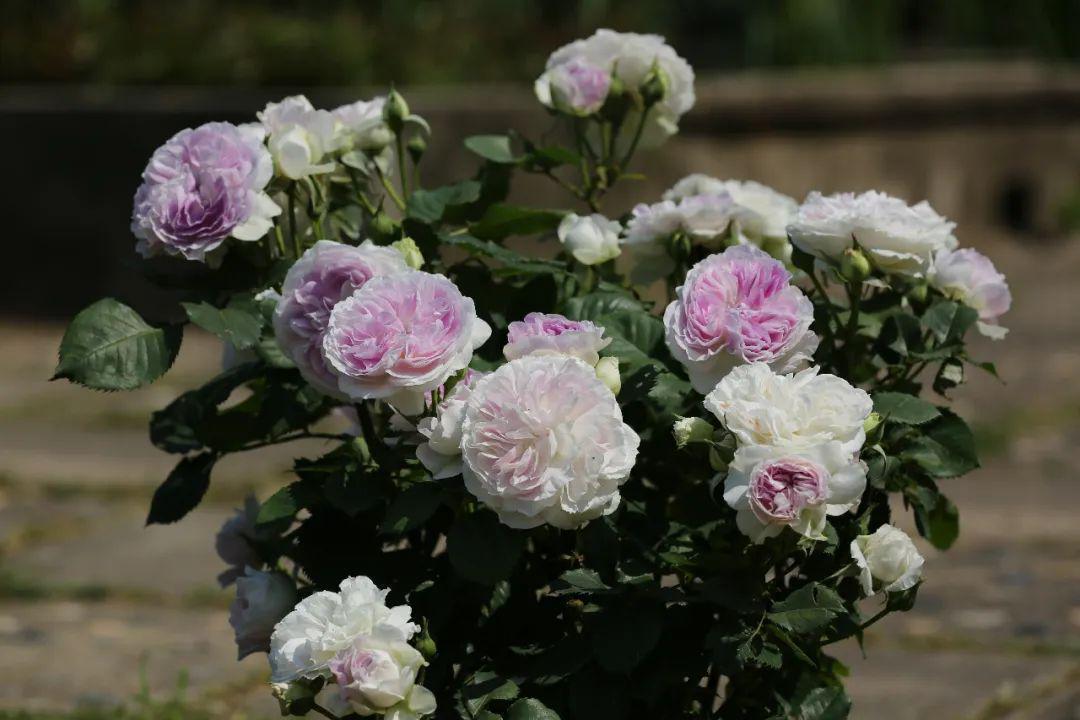 最值得养的大花微月,微月最耐寒好养的品种有哪些