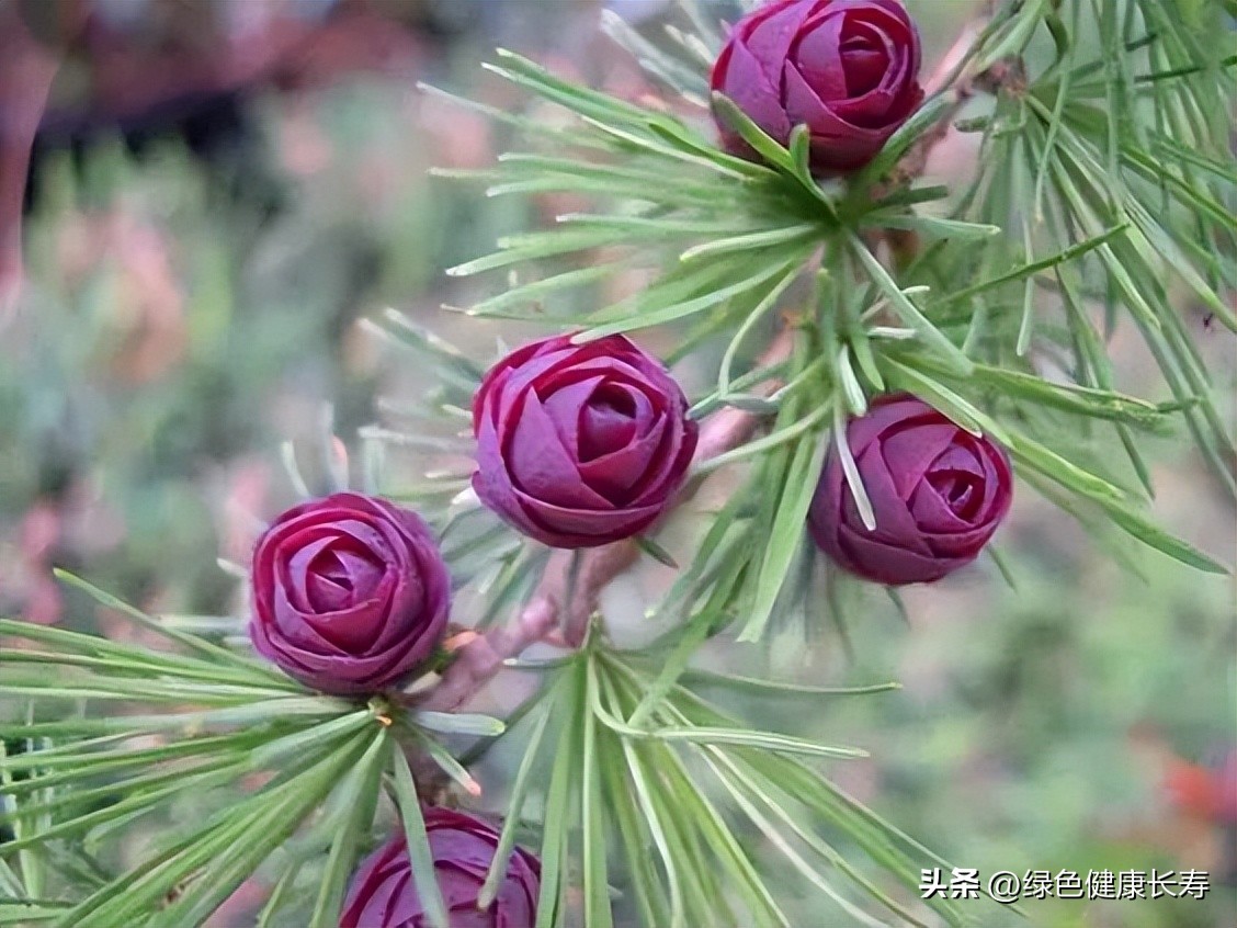 最漂亮的松树开花图片,哪种松树开花好看