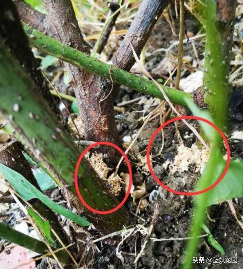 藤本月季过冬枝条发皱,月季水浇多了枝条干瘪发皱