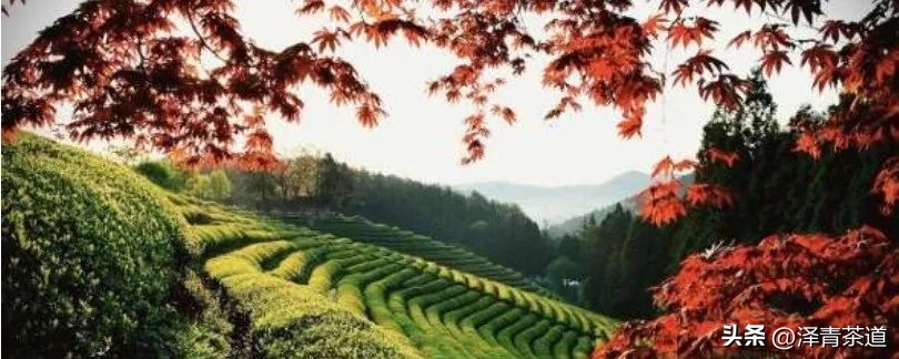 世界十大茶日,国际茶日英文版