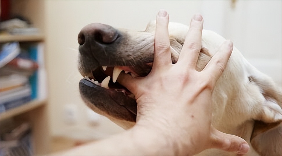 为什么狂犬病的致死率是100%,狂犬病为什么致死率100%