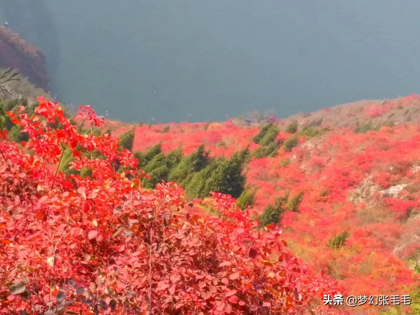 巫山观红叶全部视频,巫山红叶观景点