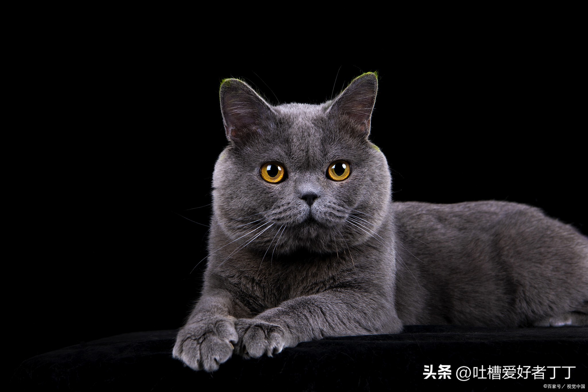 蓝猫母的贵还是公的贵,蓝猫母的比公猫难看吗