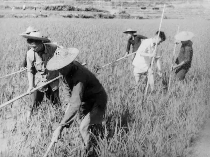 老农模仿咏鹅写诗获奖,农民仿咏鹅获得国家文化奖