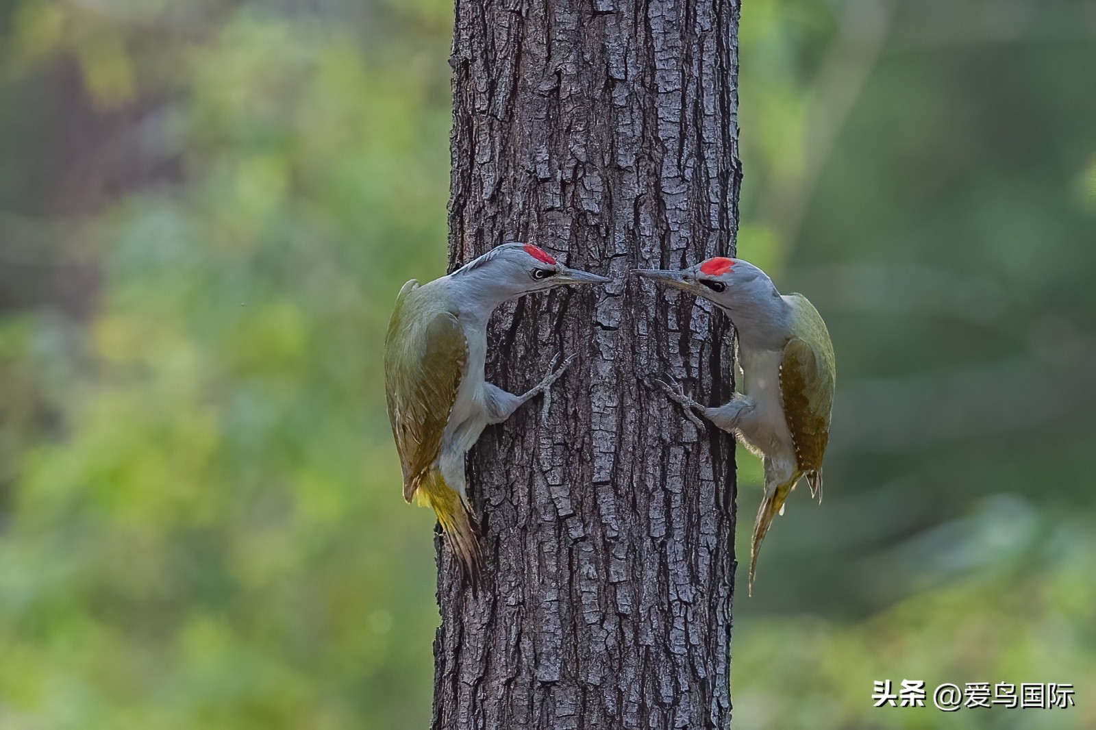 2024观鸟大年,观鸟大年介绍