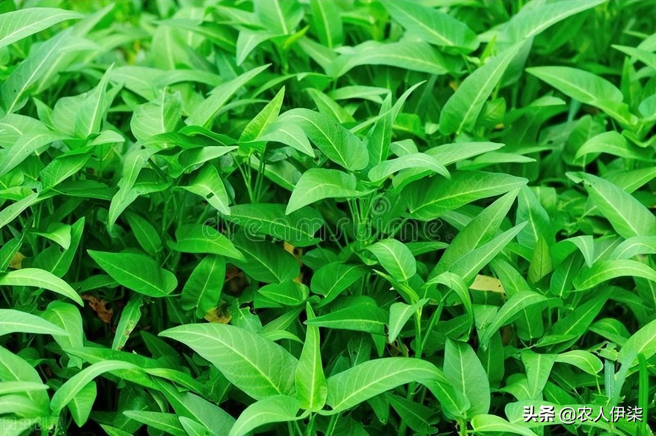 鱼塘水培空心菜教学视频,鱼塘水培空心菜能完全泡水里吗