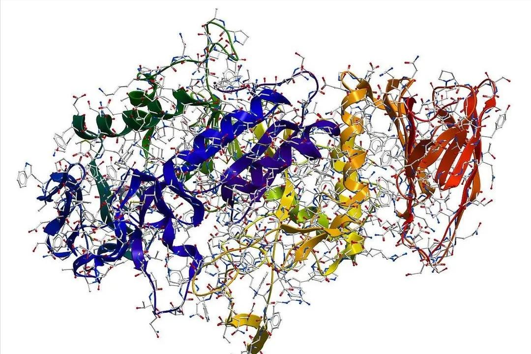弯曲杆菌在什么地方有,弯曲杆菌有什么用