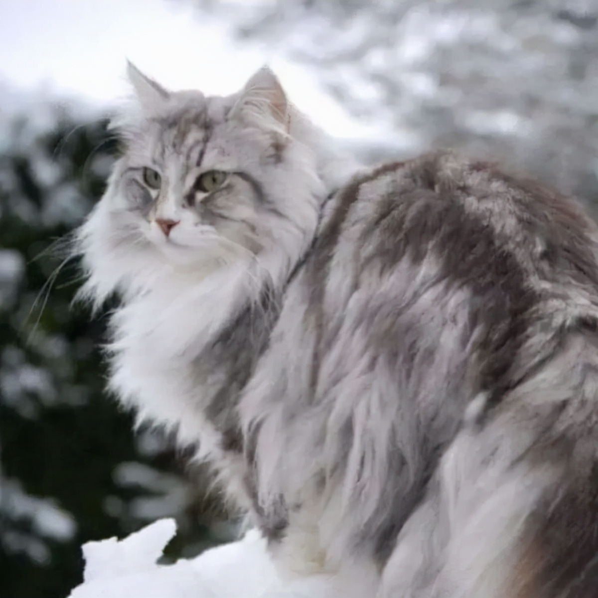 如何正确饲养挪威森林猫,挪威森林猫怎么喂养好