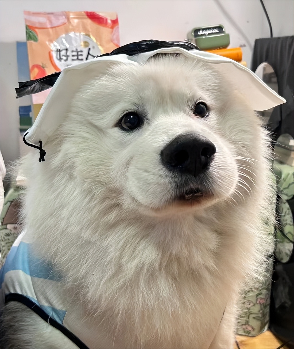 2022年世界杯吉祥物馄饨皮,世界杯吉祥物小馄饨皮图片