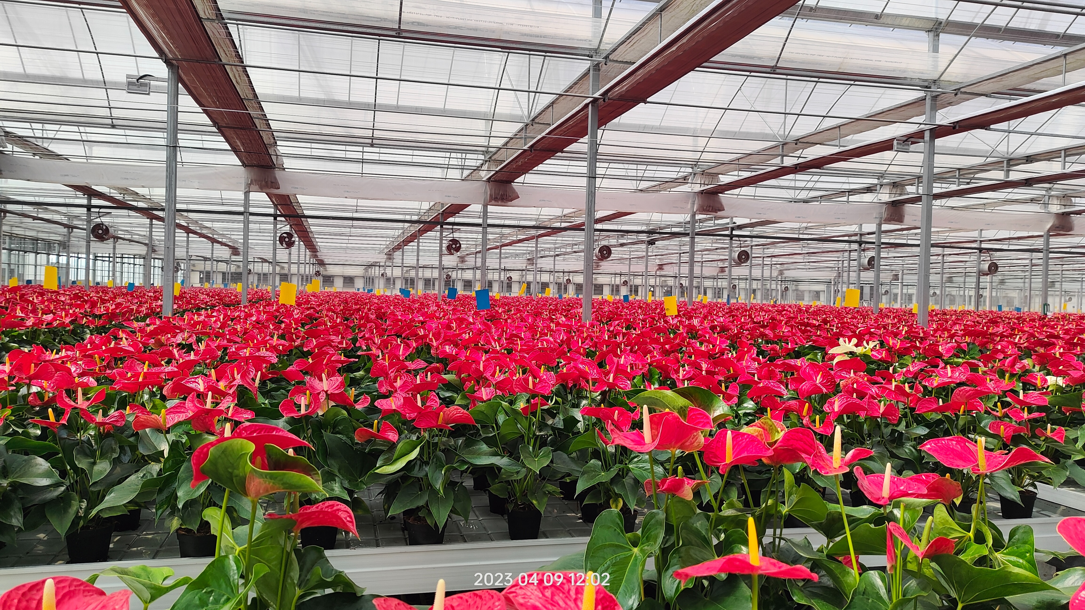 保温温室大棚设计视频,新型保温温室大棚