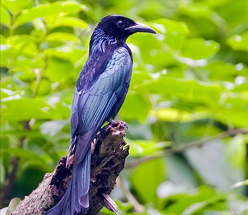 所有鸟图片大全大图,50张最佳鸟类摄影作品