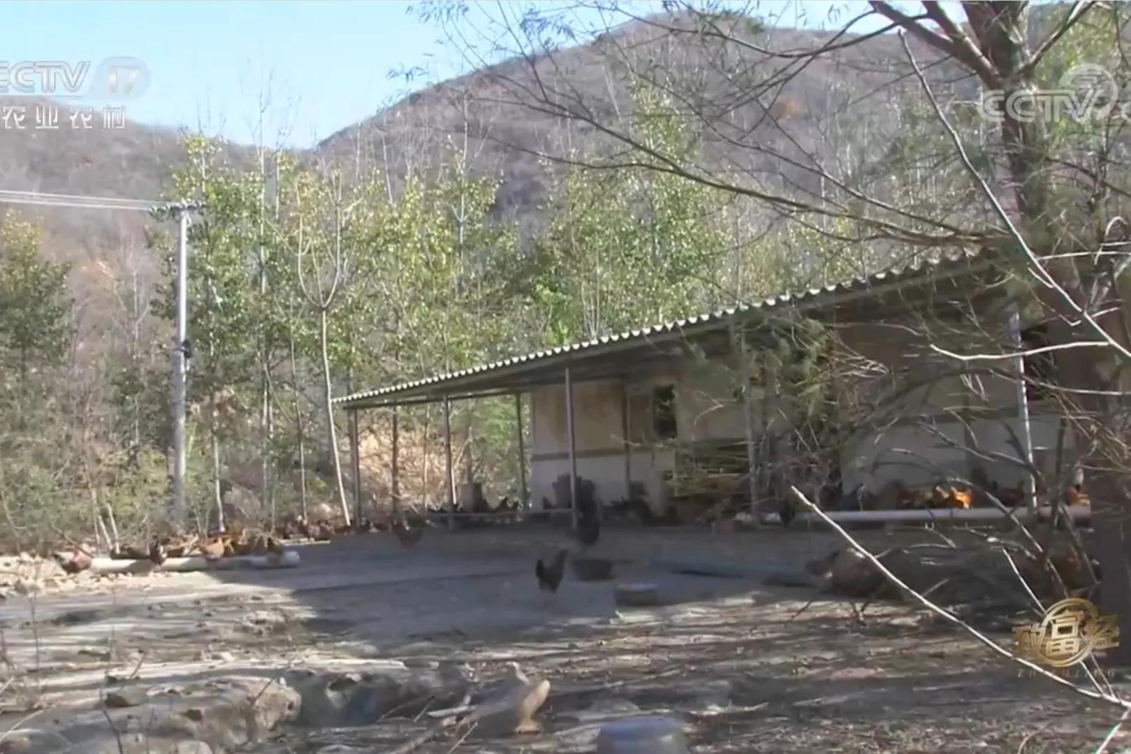 一小伙承包荒山搞养殖年挣百万,河北小伙种100亩地一年赚多少钱