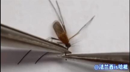 收走蚊子的作案工具,没收蚊子的工具