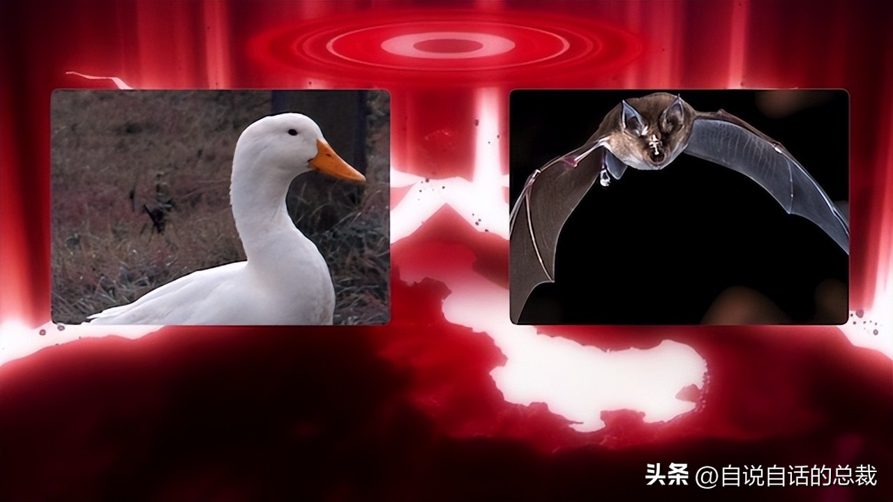 鸭：一鸭战四虎？弹射胜航母？鸭子的真相，也许超乎你的想象