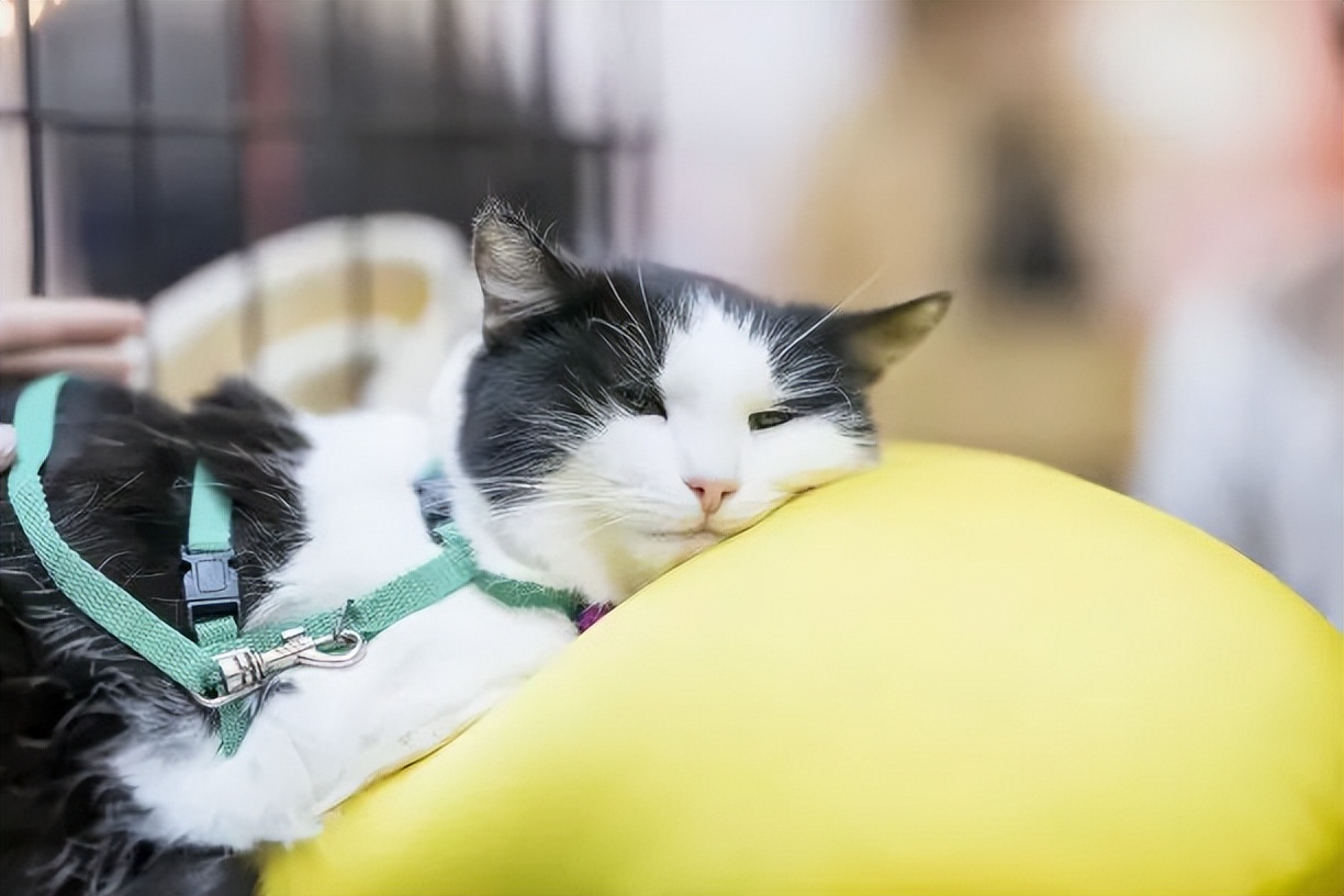 养猫新手注意事项,猫怎么养新手养猫需注意4大问题