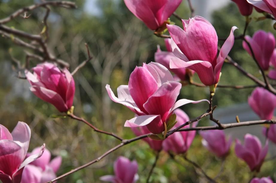 小玉兰是不是也分白玉兰和紫玉兰,白玉兰和黄玉兰的香味一样吗