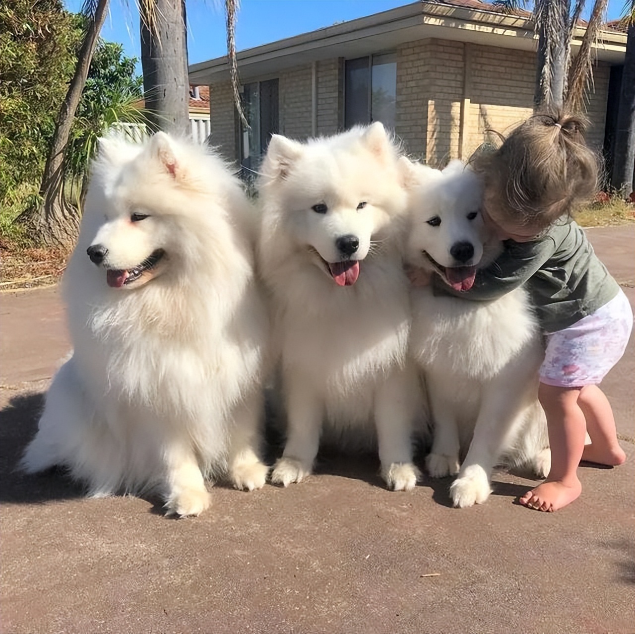 家里有小孩的适合养什么品种狗狗,最适合有小孩家庭养的狗狗