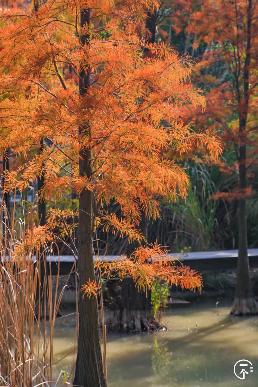 深圳4个绝美海岛,深圳值得游玩的小岛