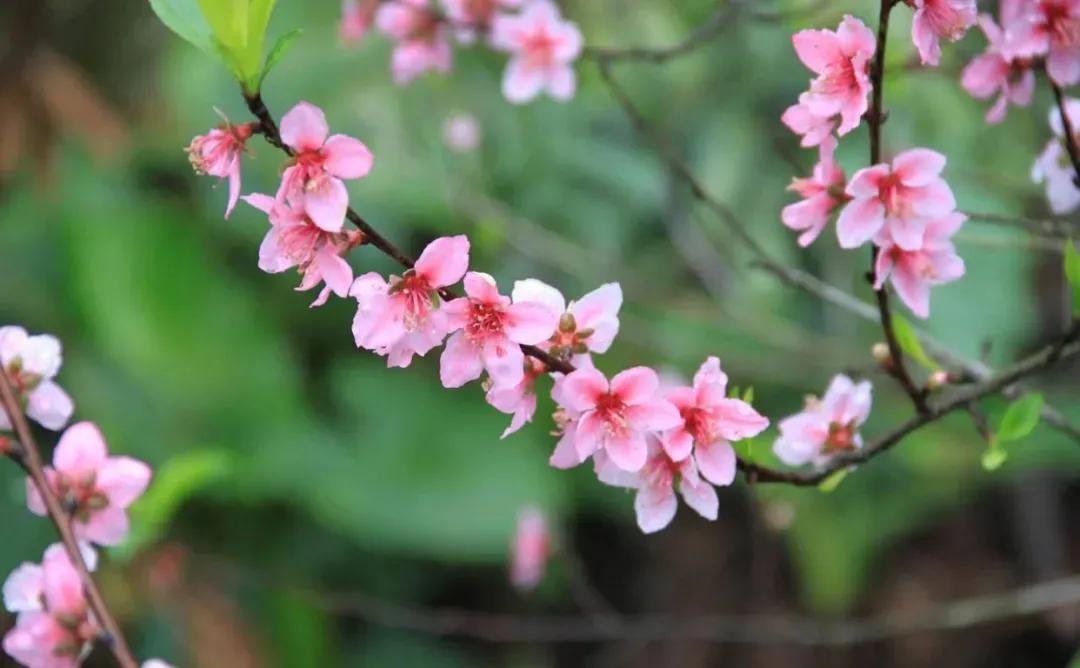 十首最美春日诗词邂逅最美春愁,关于春日的唯美的诗句