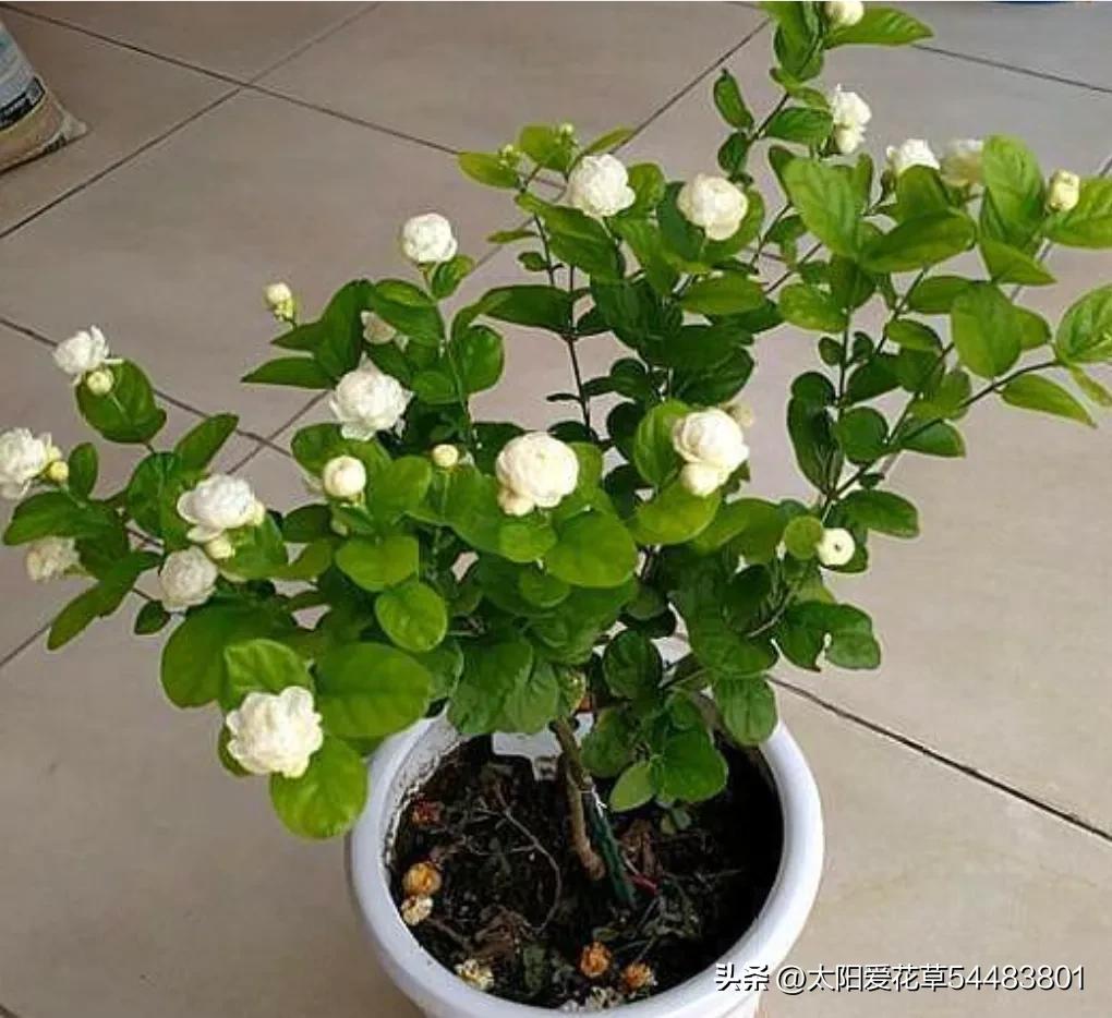 天热后，6种花太能飘香，幸亏我家养了一盆，一花香满屋