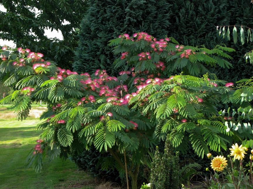 迪拜适合养什么植物,迪拜常见花草