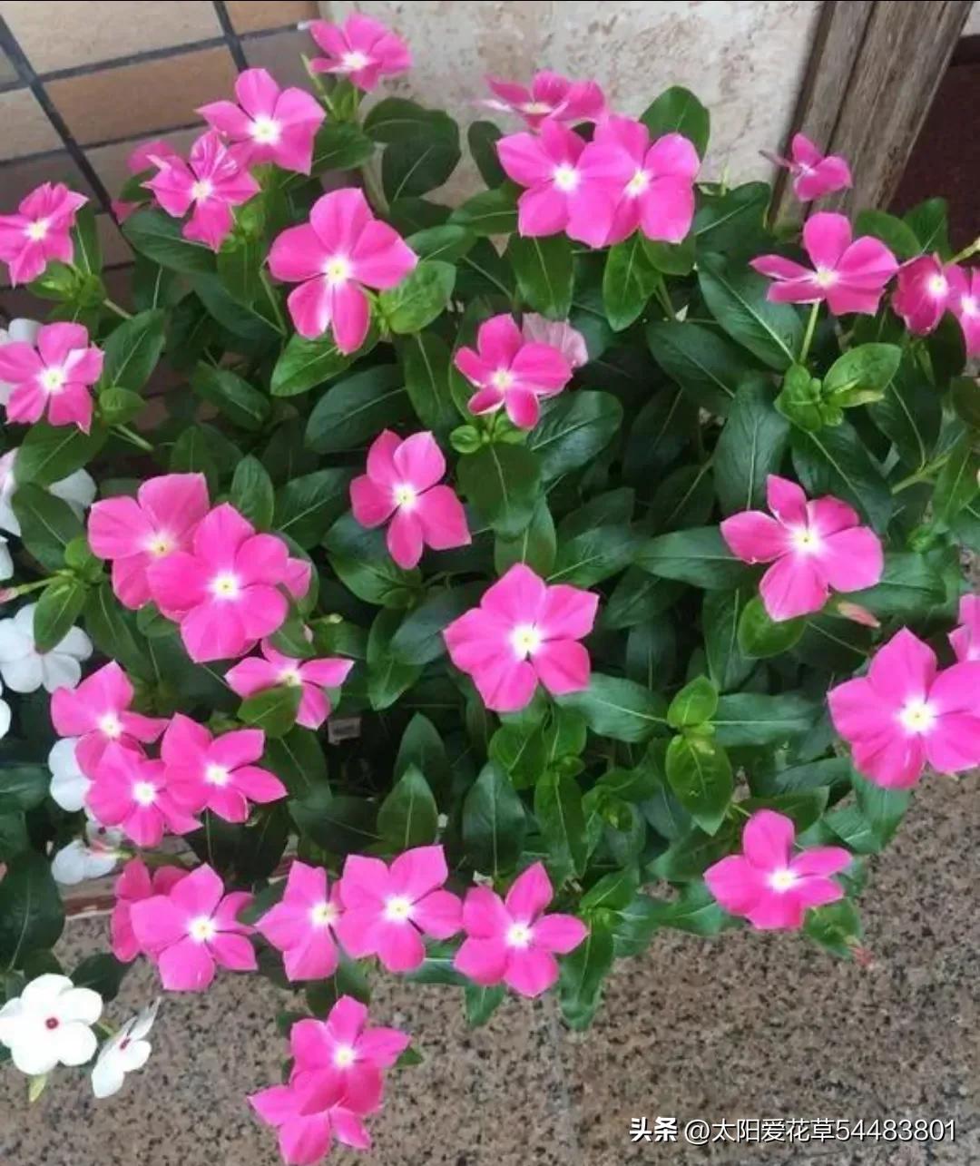 一年四季都开的花又好养的盆栽,适合阳台养的一年四季开花的花