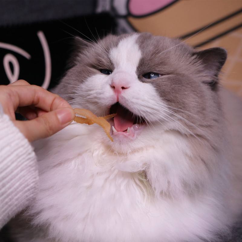 猫咪快乐的表现,猫咪快乐红糖使用方法