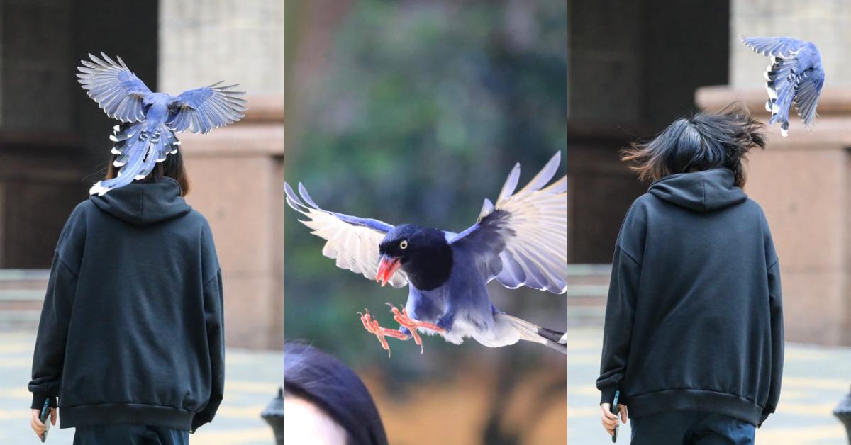 厦门行道树鸟攻击人,厦门鸟攻击人