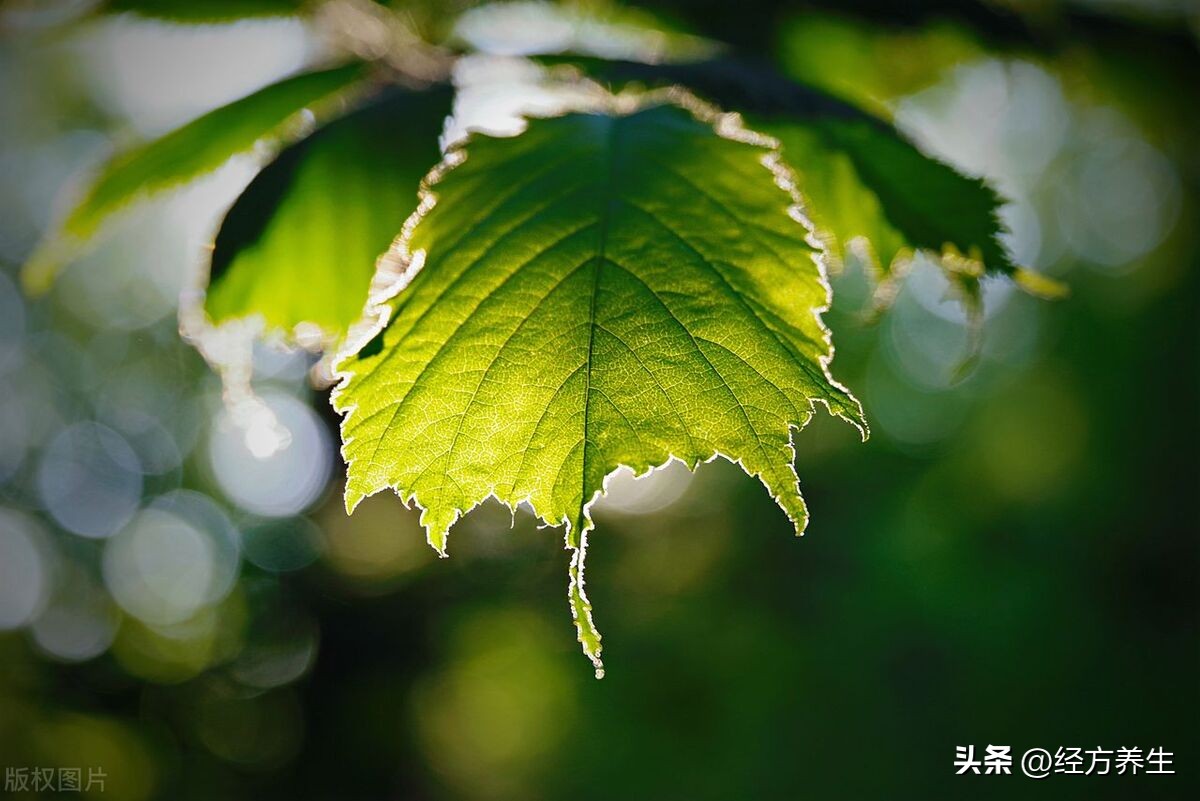 鏂板啝鍙樺紓姣掓牚鑵规郴澶氫箙,鏂板啝鍙樺紓姣掓牚涓轰粈涔堟媺鑲氬瓙