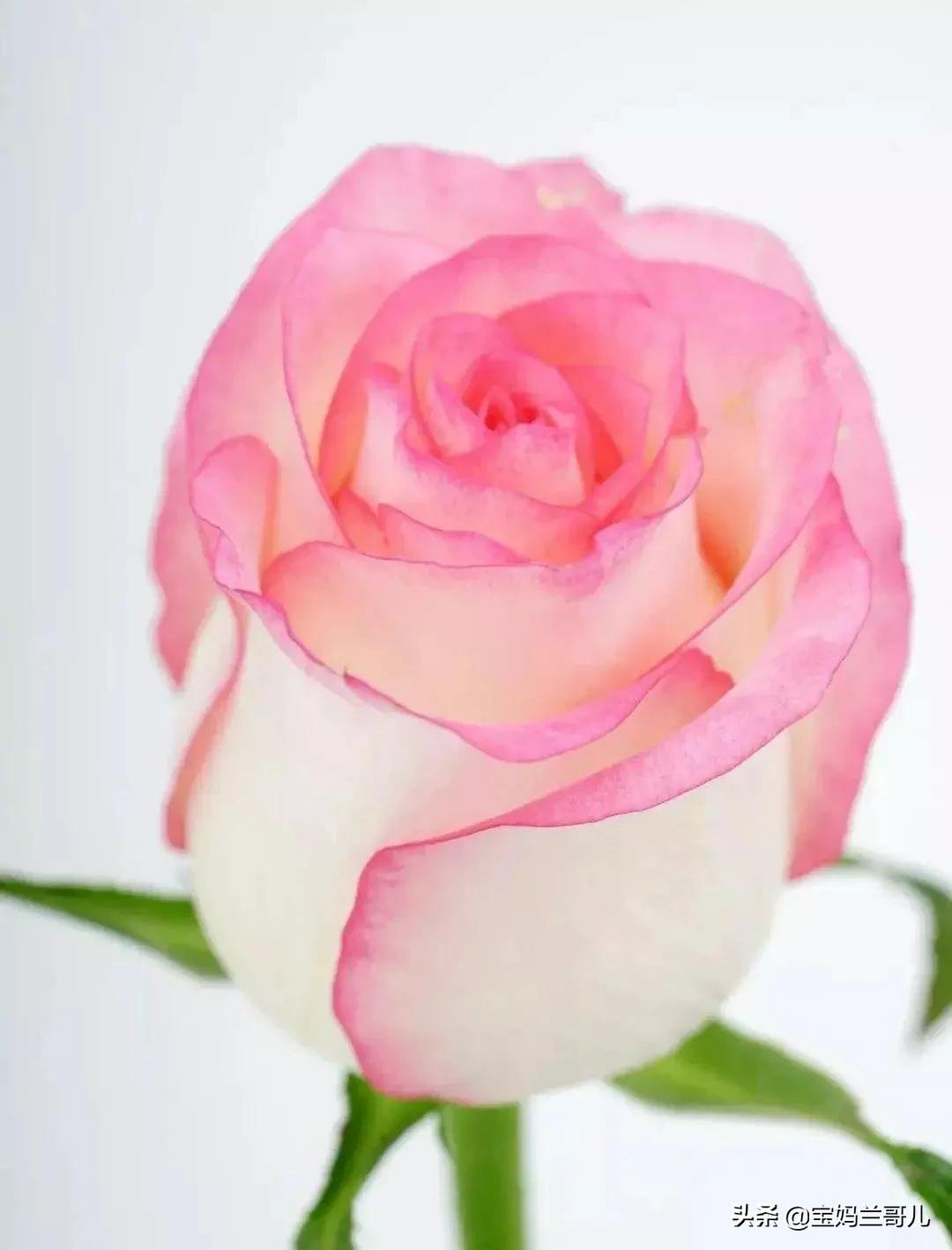 漂亮又特别的玫瑰花图片,特别漂亮的彩色玫瑰花图片