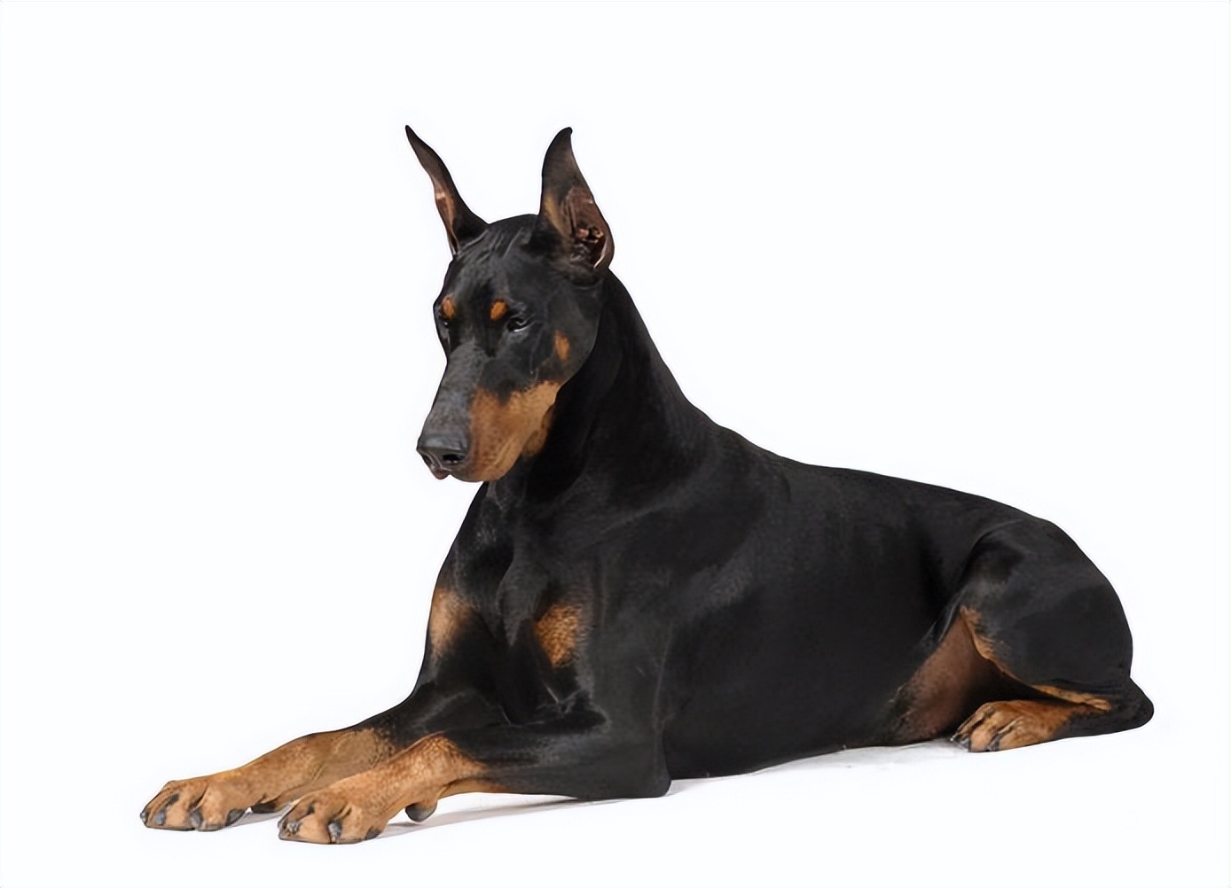 什么品种的狗狗适合有孩子家庭养,狗狗品种大全及图片拉布拉多