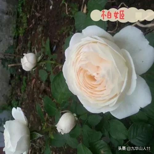 常见切花品种月季图片,丰花勤花爬藤月季品种有哪些