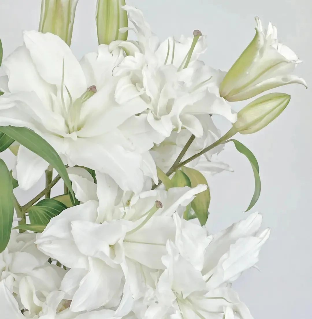 不一样的白色百合,适合冬天的百合