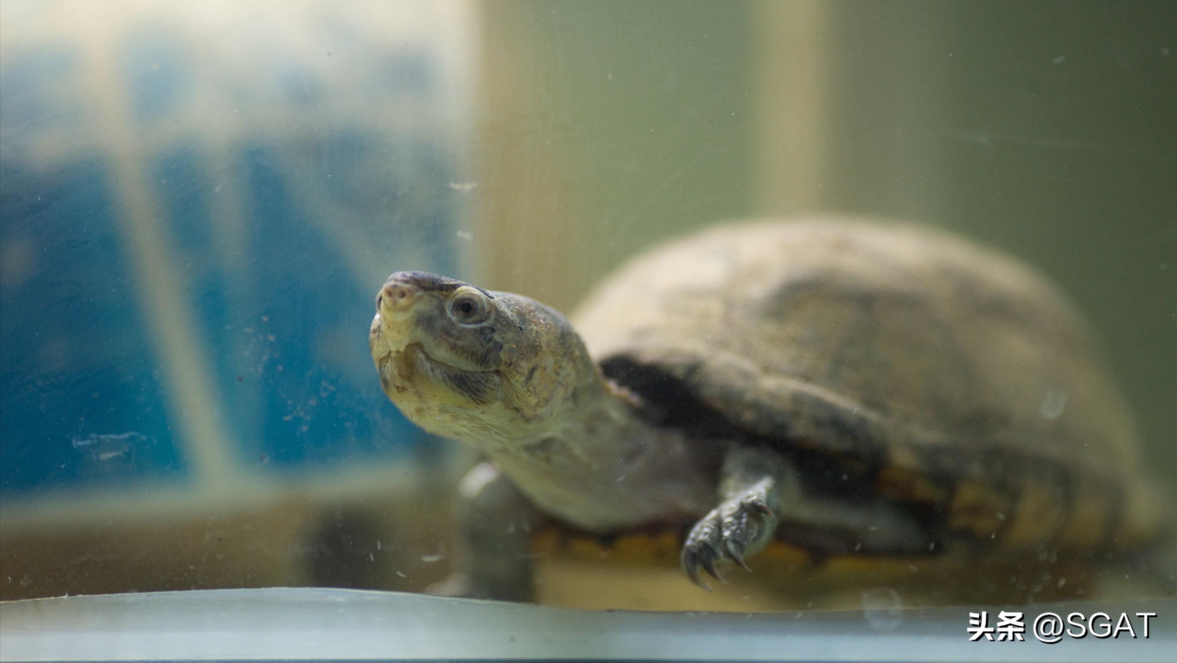 怎样为龟龟选择合适的龟缸,新手养龟如何判断龟缸的好坏