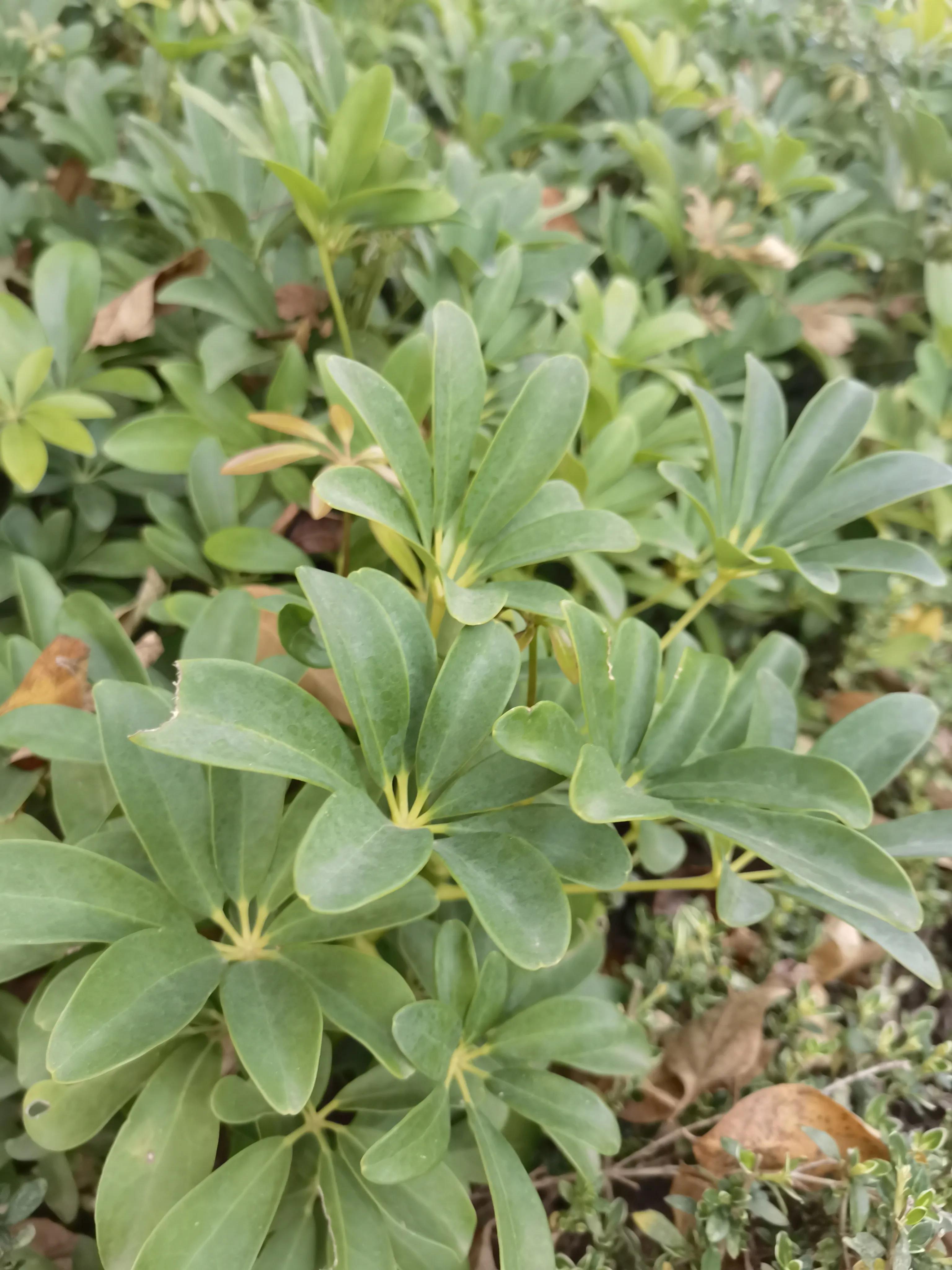 常见小区绿化100种植物图片,常见的小区绿化植物