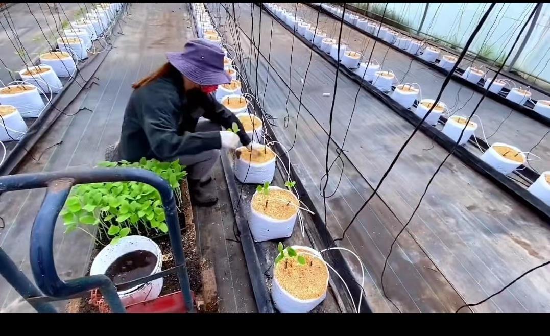 日本夫妇种植有机蔬菜,日本乡村两夫妻种菜